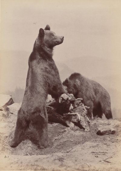 [Due orsi], 1889 da Ottomar Anschütz