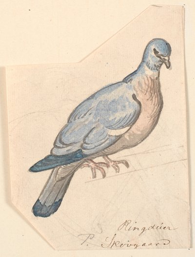 Un piccione selvatico da P.C. Skovgaard