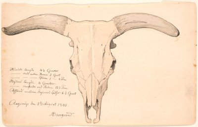 Cranio di una mucca da P.C. Skovgaard
