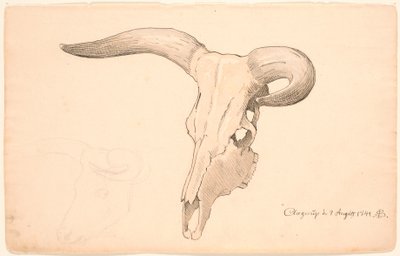 Cranio di una mucca, in tre quarti di profilo, il corno sinistro curvo da P.C. Skovgaard
