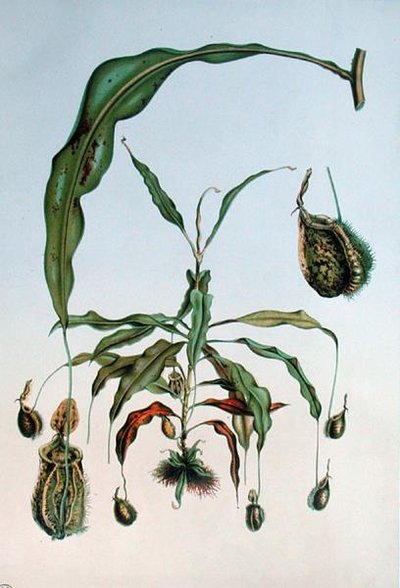 Nepenthes Hookeriana, tavola botanica da 