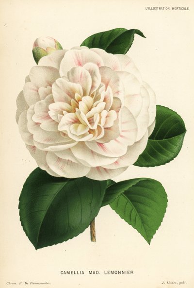 Camellia ibrida, Madame Lemonnier, Camellia japonica. Cromolitografia di P. de Pannemaeker da l