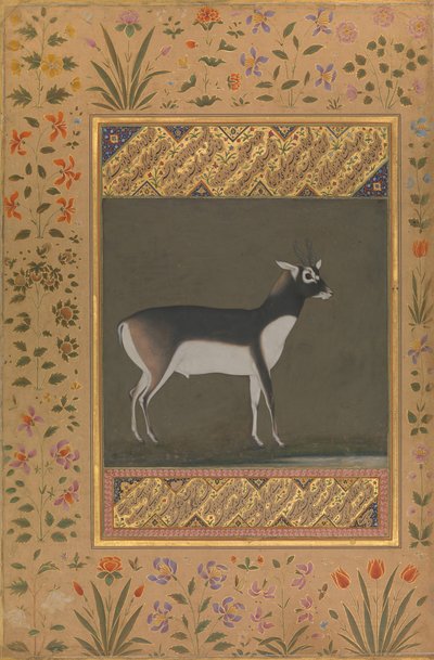 Cervo nero, Folio dall