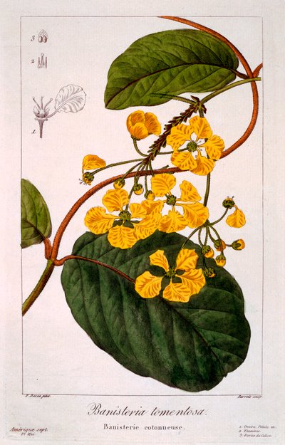 Banisteria: B. tormentosa da Panacre Bessa