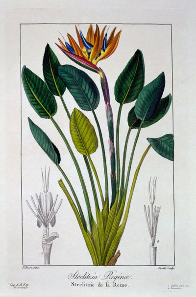 Uccello del paradiso o fiore della gru da Panacre Bessa