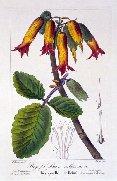 Bryophyllum calycinum, pub. 1836 da Panacre Bessa