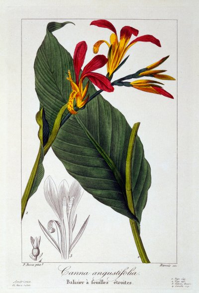 Canna o fiore di canna indiana, pub. 1836 da Panacre Bessa