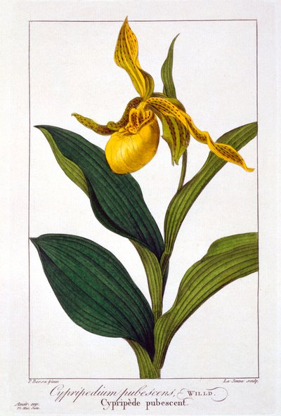 Cypripedium da Panacre Bessa