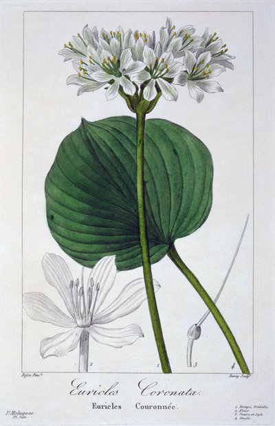 Euricles coronata, pub. 1836 da Panacre Bessa