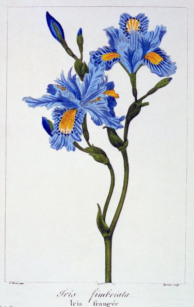 Iris frangiato, pub. 1836 da Panacre Bessa