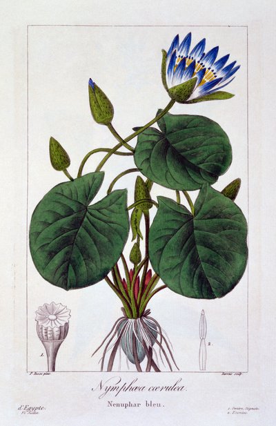 Nymphaea caerulea, pub. 1836 da Panacre Bessa