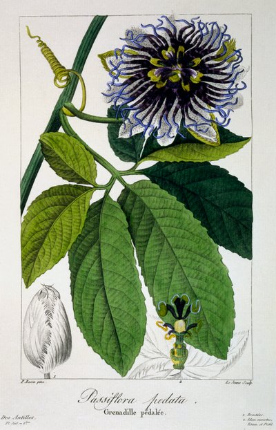 Passiflora pedata o Fiore della Passione da Panacre Bessa