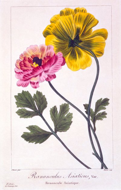 Ranuncolo persiano, pubblicato nel 1836 da Panacre Bessa