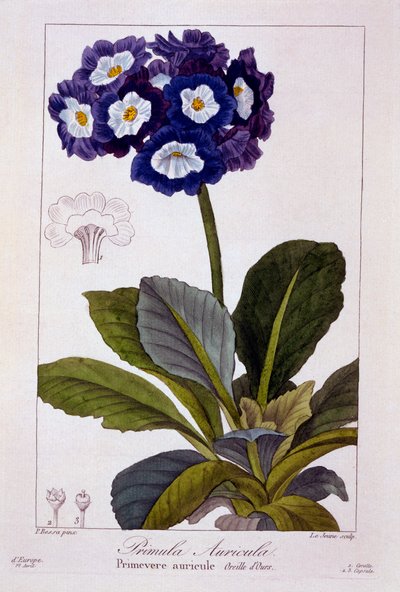 Primula auricula da Panacre Bessa