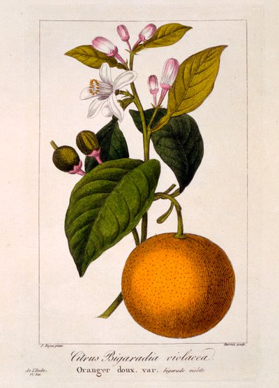 Arancia Dolce: Citrus sinensis var: Bigaradia violacea, pub. 1836 da Panacre Bessa