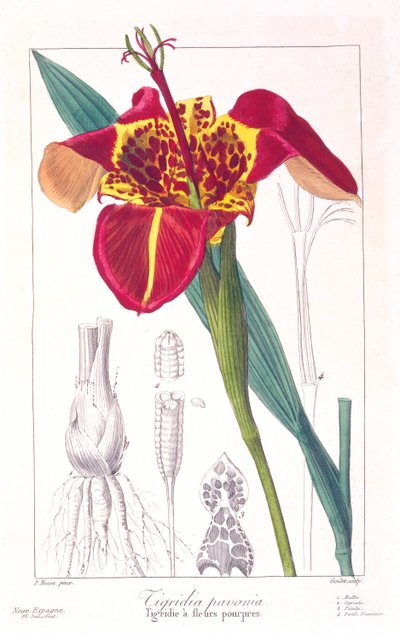 Fiore di Tigre o Fiore di Pavone da Panacre Bessa