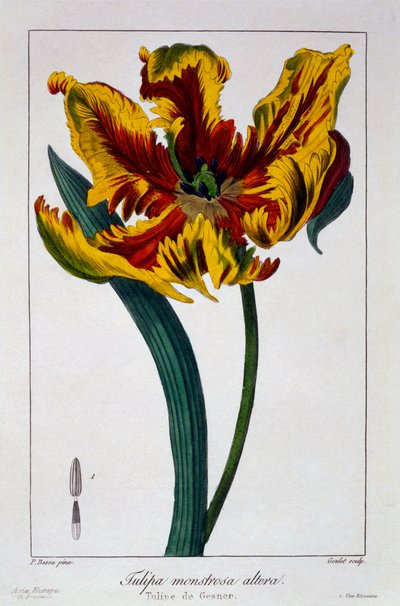Tulipano 