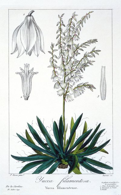 Yucca filimentosa, pub. 1836 da Panacre Bessa