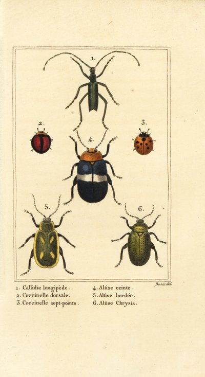 Callidium longipes 1, coccinelle, Jauravia dorsalis 2, Coccinella septempunctata 3, coleotteri delle pulci, Altica cincta 4, Altica emarginata 5, e Altica chrysis 6 da Pancrace (after) Bessa
