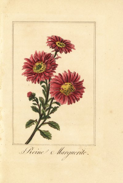 Aster della Cina, Callistephus chinensis da Pancrace (after) Bessa