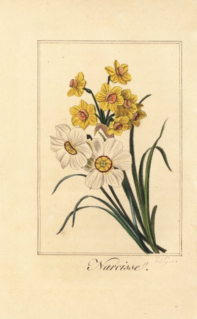 Varietà di narcisi, Narcisse, Narcissus poeticus e Narcissus pseudonarcissus da Pancrace (after) Bessa