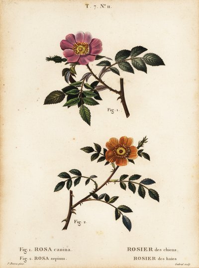 Rosa canina, Rosa canina, Rosier des chiens 1, e rosa selvatica a foglie piccole, Rosa sepium, Rosa agrestis, Rosier des haies 2 da Pancrace (after) Bessa
