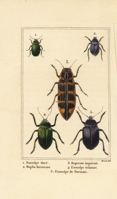 Coleottero Dogbane, Chrysochus auratus 1, Hoplia argentea 2, coleottero gioiello banksia, Cyrioides imperialis 3, Eumolpus fulgidus 4, e Eumolpus surinamensis 5 da Pancrace (after) Bessa