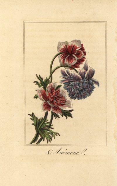 Anemone coronaria ibrida da Pancrace (after) Bessa