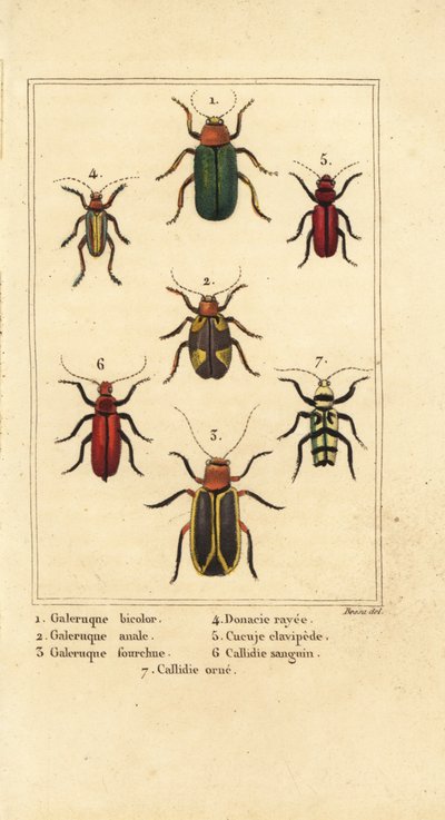 Coleotteri delle foglie, specie di Galeruca, Aulacophora analis, Cyclotrypema furcata, Donacia vittata, coleottero della corteccia piatta, Cucujus clavipes, Pyrrhidium sanguineum e Chlorophorus varius da Pancrace (after) Bessa