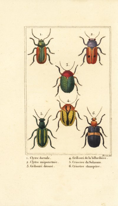 Coleotteri delle foglie: Smaragdina limbata, Clytra laeviuscula, Cryptocephalus, Crioceris solani, Chrysomela campestris da Pancrace (after) Bessa