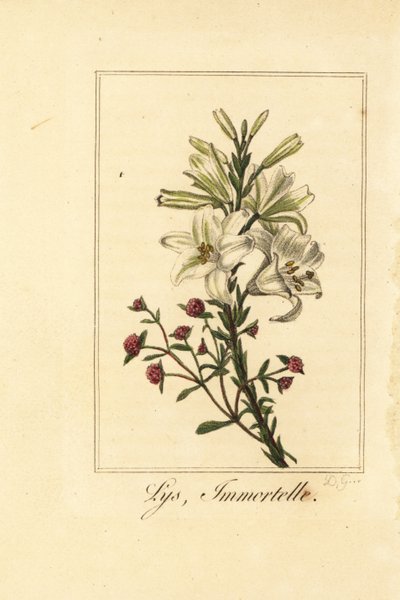 Giglio e immortelle rosso, Lilium candidum e Helichrysum sanguineum da Pancrace (after) Bessa
