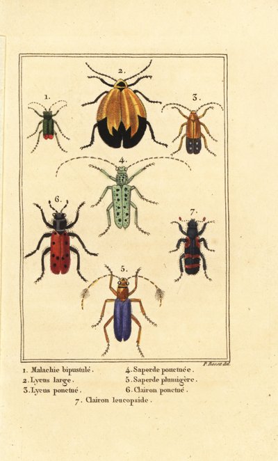 Coleottero malachite, Malachius bipustulatus, coleotteri dalle ali a rete, Lycus melanurus, Lycus punctatus, Saperda punctata, Trichodes octopunctatus, Trichodes apiarius da Pancrace (after) Bessa
