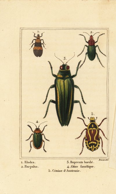 Insetti: Elodes, Harpalus, Buprestis, Altica famelica, Cetonia da Pancrace (after) Bessa