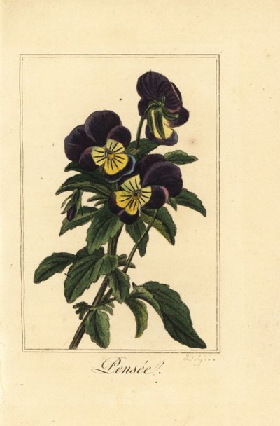 Viola del pensiero, Viola tricolor var da Pancrace (after) Bessa