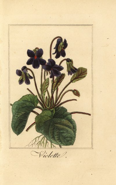 Viola odorata da Pancrace (after) Bessa