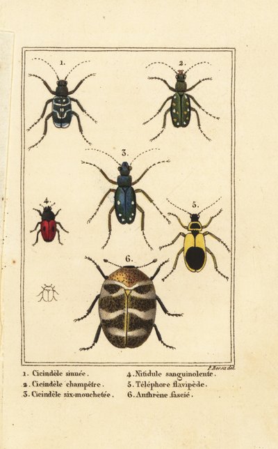 Cicindele, Cicindela sinuata 1, Cicindela campestris 2, Cicindela sexguttata 3, Nitidula sanguinolenta 4, variegato tappeto di coleotteri, Telephore flavipede 5, Anthrenus verbasci 6 da Pancrace (after) Bessa