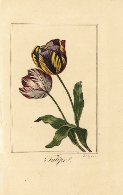 Varietà di tulipano, Tulipa gesneriana da Pancrace (after) Bessa