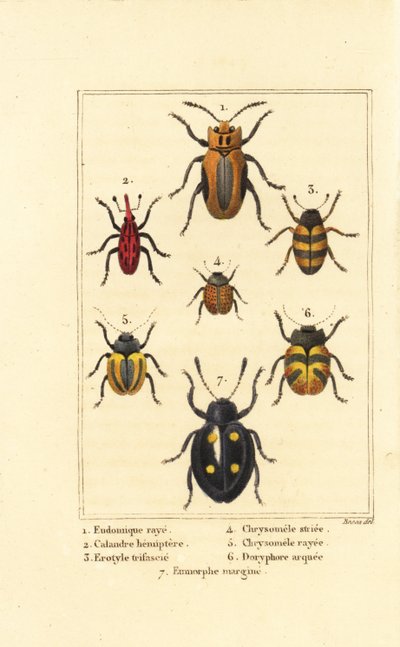 Punteruoli: Eudomychus striata, Calandra hemiptera, Erotylus, Chrysomela striata, Acalymma vittatum, Chrysomela arcuata, Eumorphus marginata da Pancrace (after) Bessa
