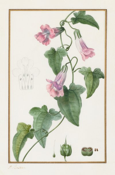 (Botanico: Maurandia semperflorens) da Pancrace Bessa