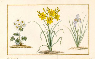 Anemone, Hemerocale e Iris (dettaglio) da Pancrace Bessa