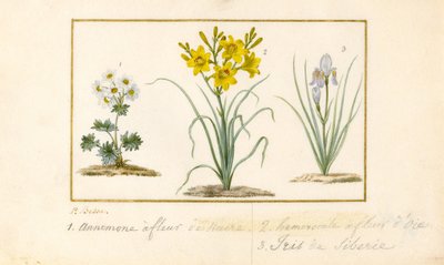 Anemone, Hemerocale e Iris da Pancrace Bessa
