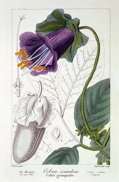 Cobaea scandens, 1836 da Pancrace Bessa