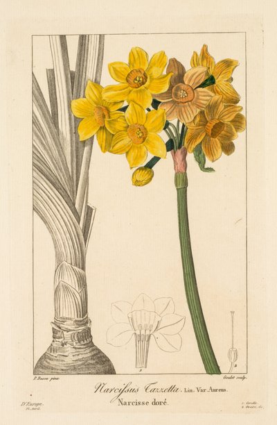 Flore des Jardiniers, Amateurs et Manufacturiers: Polyanthus o Narciso a grappolo da Pancrace Bessa