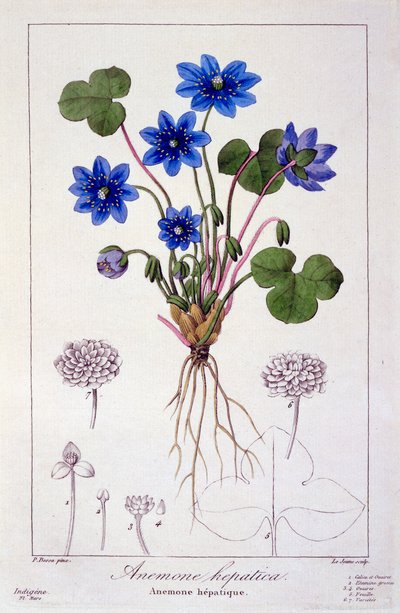 Hepatica nobilis, 1836 da Pancrace Bessa