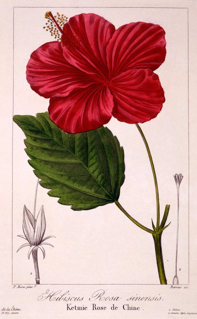 Hibiscus rosa-sinensis, 1836 da Pancrace Bessa