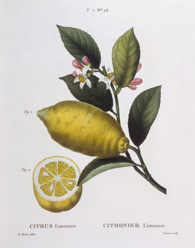 Limone (Citrus limonium), tavola botanica di Pancrace Bessa da Pancrace Bessa