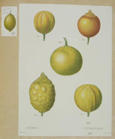 Limoni, inciso da Gabriel da Pancrace Bessa