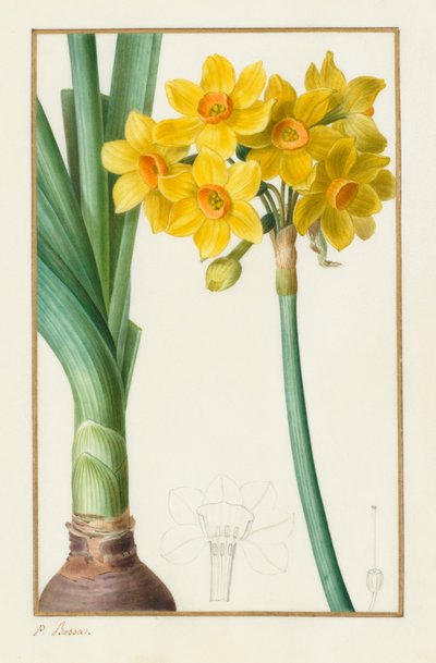 Polyanthus o Narciso a grappolo Botanico: Narcissus tazetta, 1836 da Pancrace Bessa