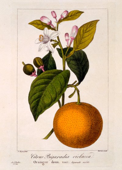 Arancia dolce: Citrus sinensis var. Bigaradia violacea, 1836 da Pancrace Bessa