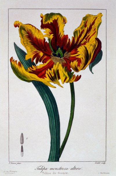 Tulipano 